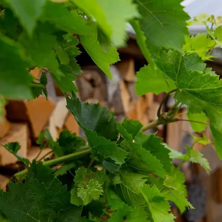 Moselhaus 3* Zeltingen-Rachtig