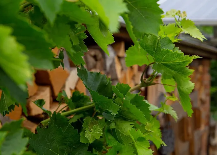 Moselhaus 3* Zeltingen-Rachtig